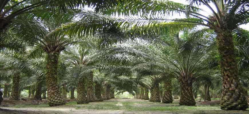 Plant Your Income Seeds with Golden Agri-Resources' 4.75% 2021 Bond | Open a FREE FSM account and manage all your investments conveniently in ONE place