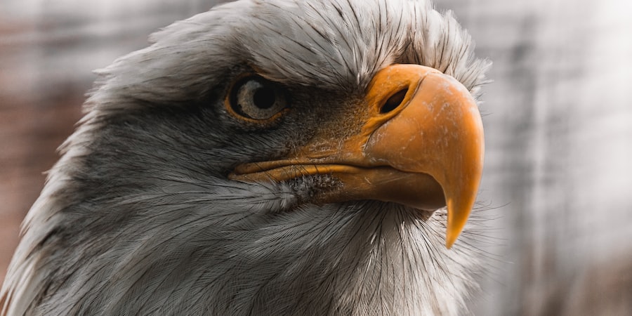Fidelity American Growth Fund: Our number one fund pick for exposure to US growth stocks in 2023 | Open a FREE FSM account and manage all your investments conveniently in ONE place